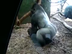 Gorillas having hardcore beastiality while people are watching